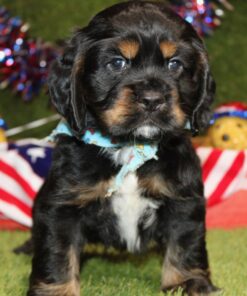 Meet Ransom - Our 7 Weeks Old American Cocker Spaniel Puppy