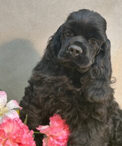 Meet Jasper - Our 13 Weeks old Male American Cocker Spaniel Puppy