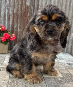 Meet Delaney - Our 14 Weeks Old Female English Cocker Spaniel Puppy