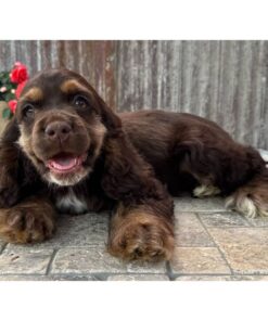 Meet Dinah - Our 14 Weeks old Female Cocker Spaniel Puppy 🐾