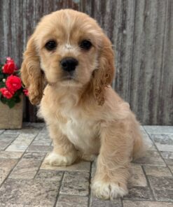Meet Duchess - Our 14 Weeks old Female Cocker Spaniel Puppy 🐾