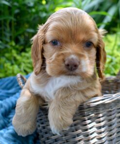 Meet  Lance - Our 10 Weeks old Male Spaniel Puppy 🐾