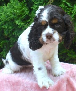 Meet Kacey - Our 7 Weeks old Female Cocker Spaniel Puppy 🐾
