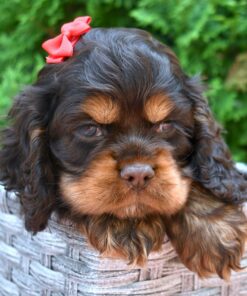 Meet Kali - Our 7 Weeks old female cocker spaniel puppy 🐾