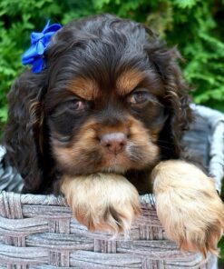 Meet Kesha - Our 7 Weeks old Female Cocker Spaniel puppy 🐾