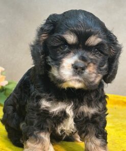 Meet Willow - Our 6 Weeks old Female Spaniel Puppy 🐾 Book now for reservations