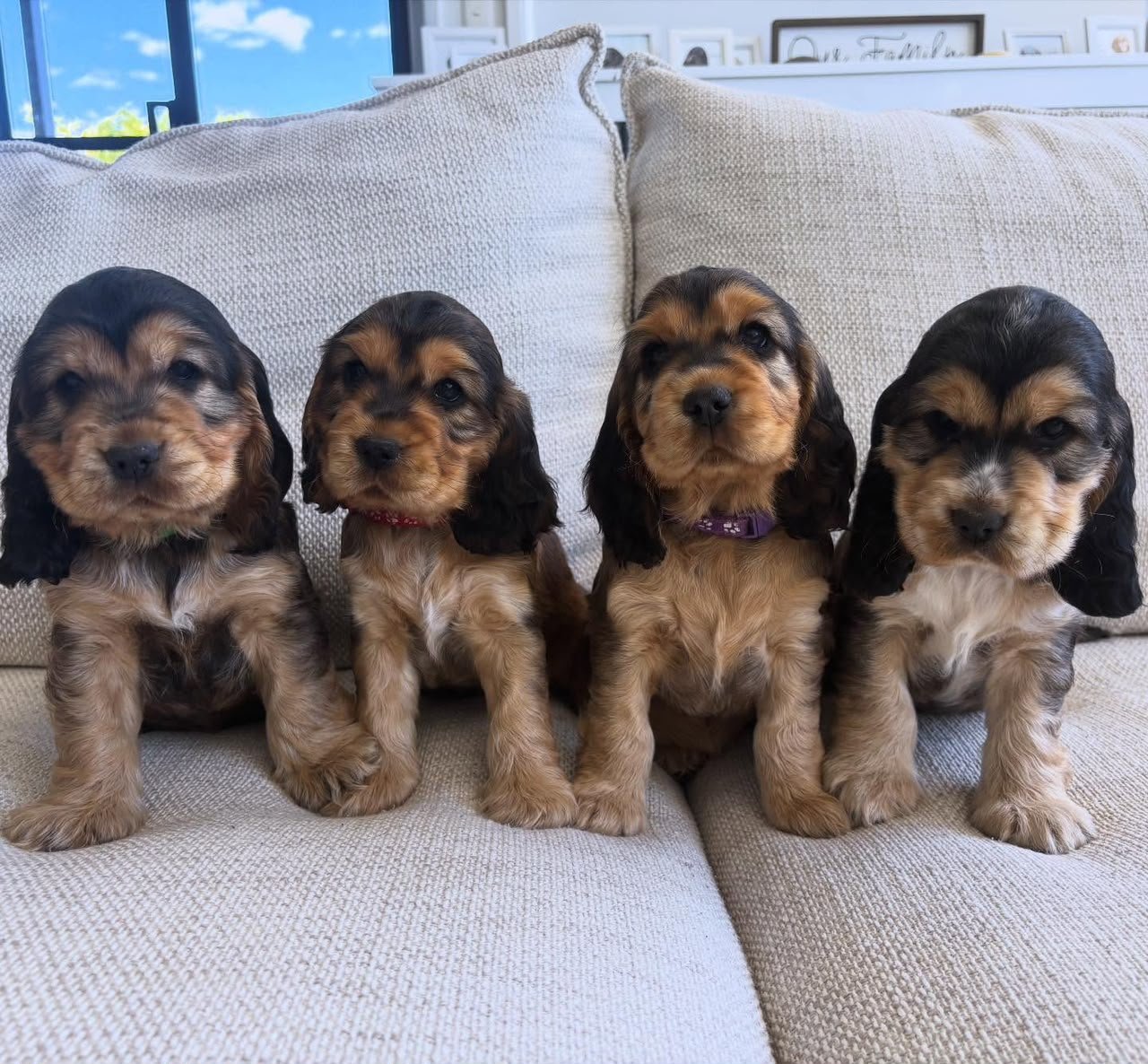 Cocker Spaniel puppy relaxing inside the family home
